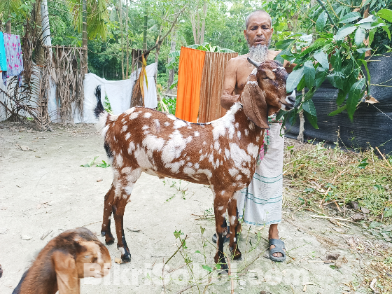 খাসি ছাগল বিক্রি হবে